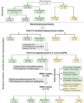 Methicillin- and Vancomycin-Resistant Staphylococcus aureus From Humans and Ready-To-Eat Meat: Characterization of Antimicrobial Resistance and Biofilm Formation Ability